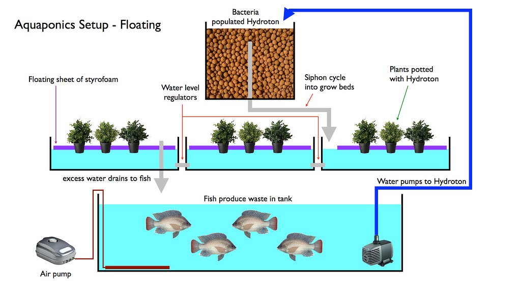 Aquaponic Gardening details