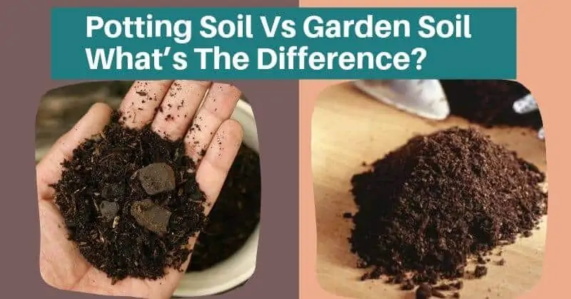 What is the Difference: Gardening Soil vs Potting Soil?