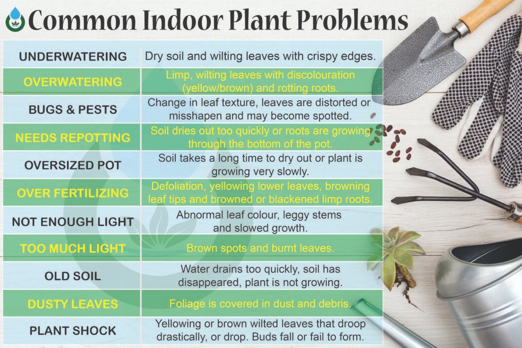 Indoor plant problem & solution