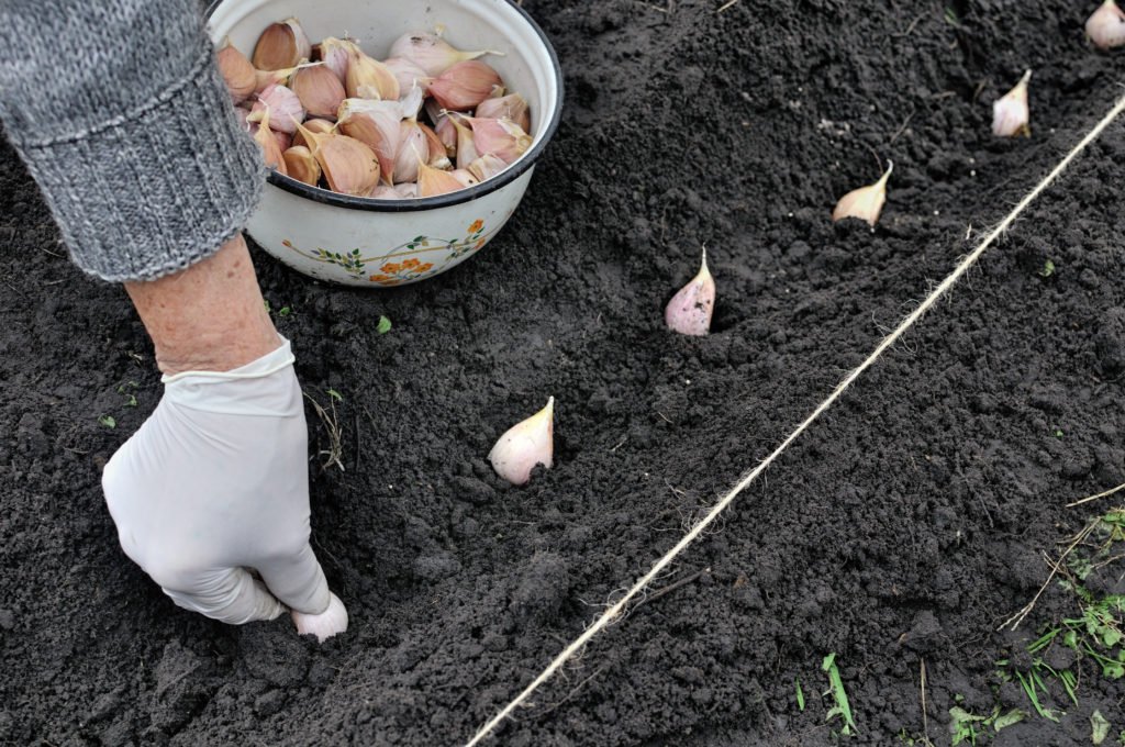 Plant Garlic