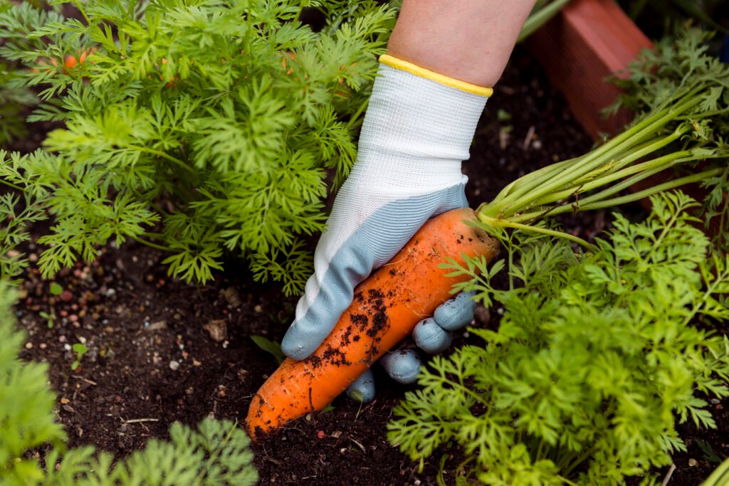 Vegetable Gardening in Containers