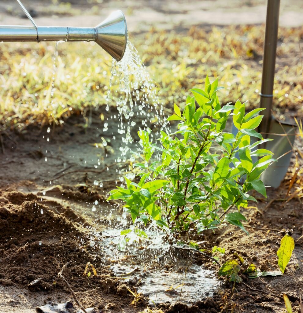 Water in plant