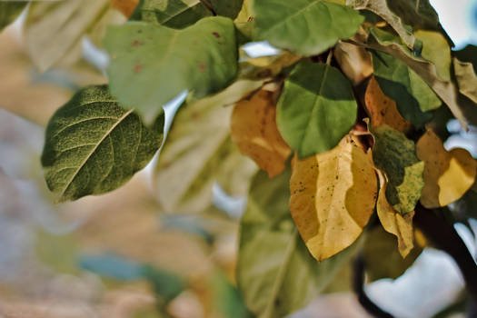 Fiddle Leaf fig brown