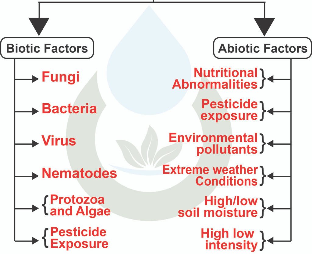 What Causes Plant Disease?