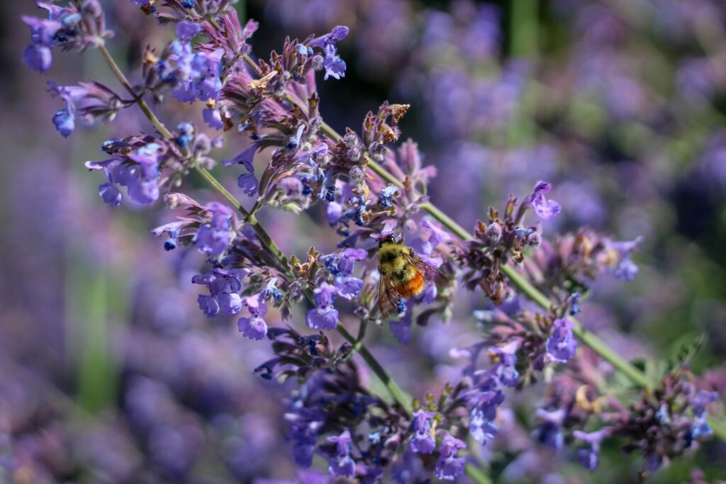 How to Easily Plant Catmint Walkers Low: Step-by-Step Guide