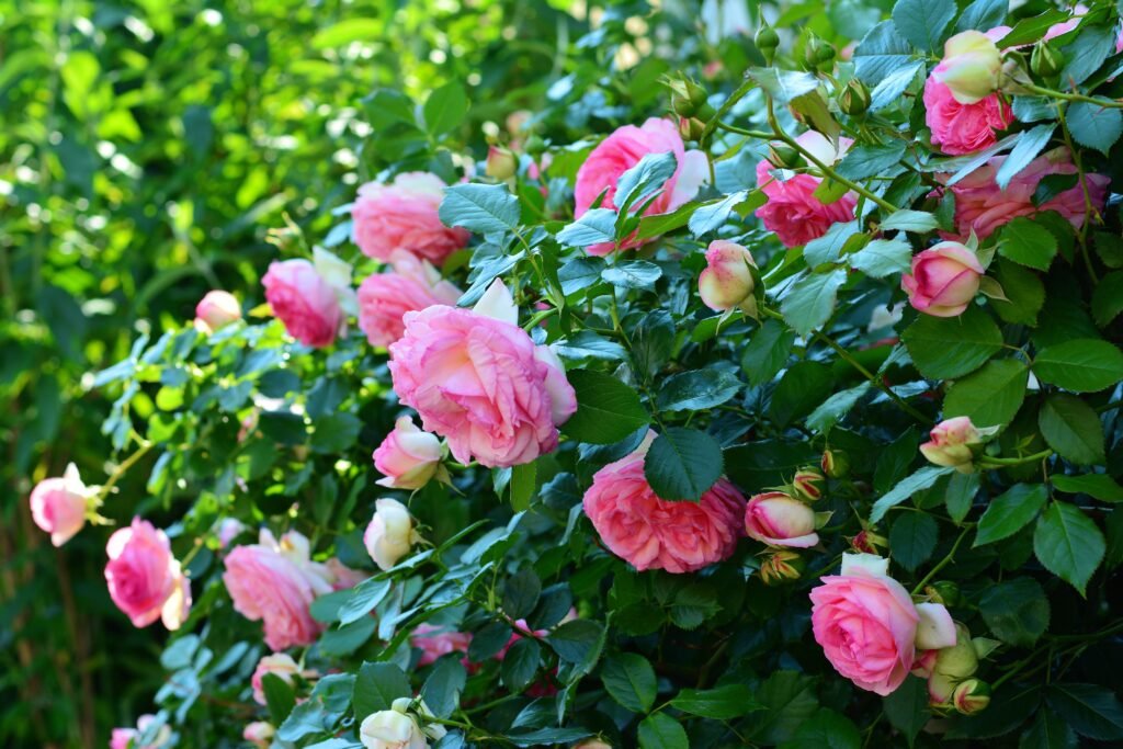 Rose Garden Essentials: Cultivating a Blooming Oasis