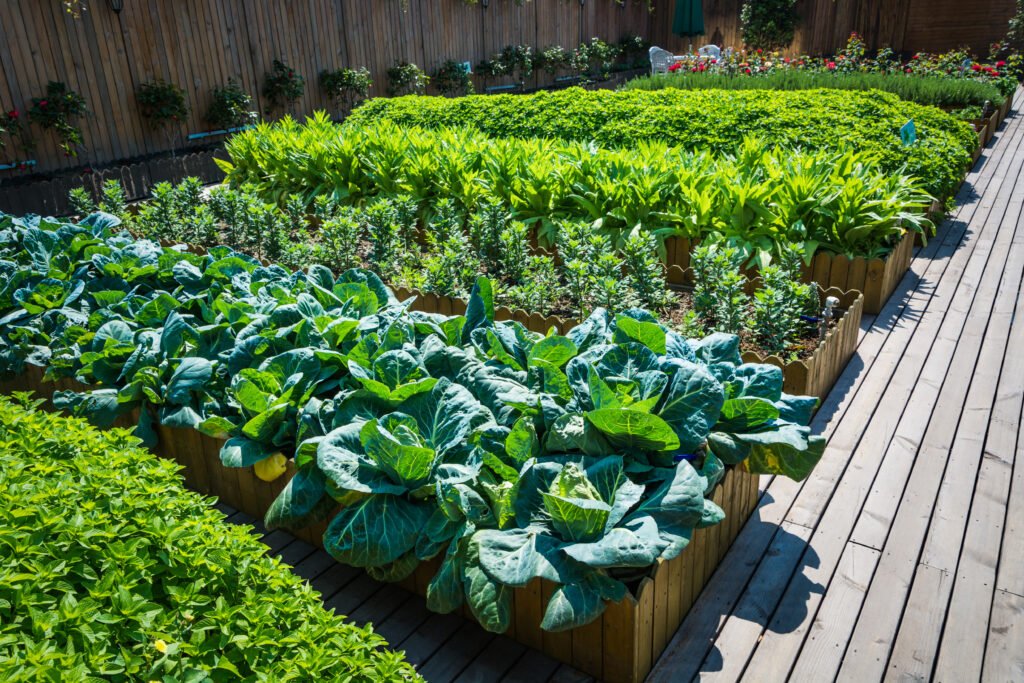 Rooftop Gardening