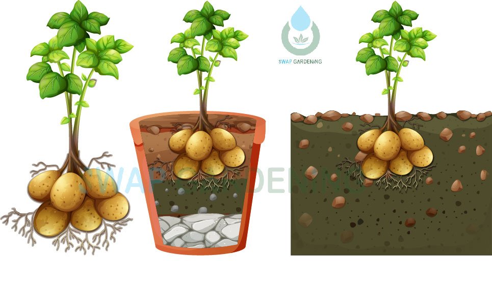 Potato planting