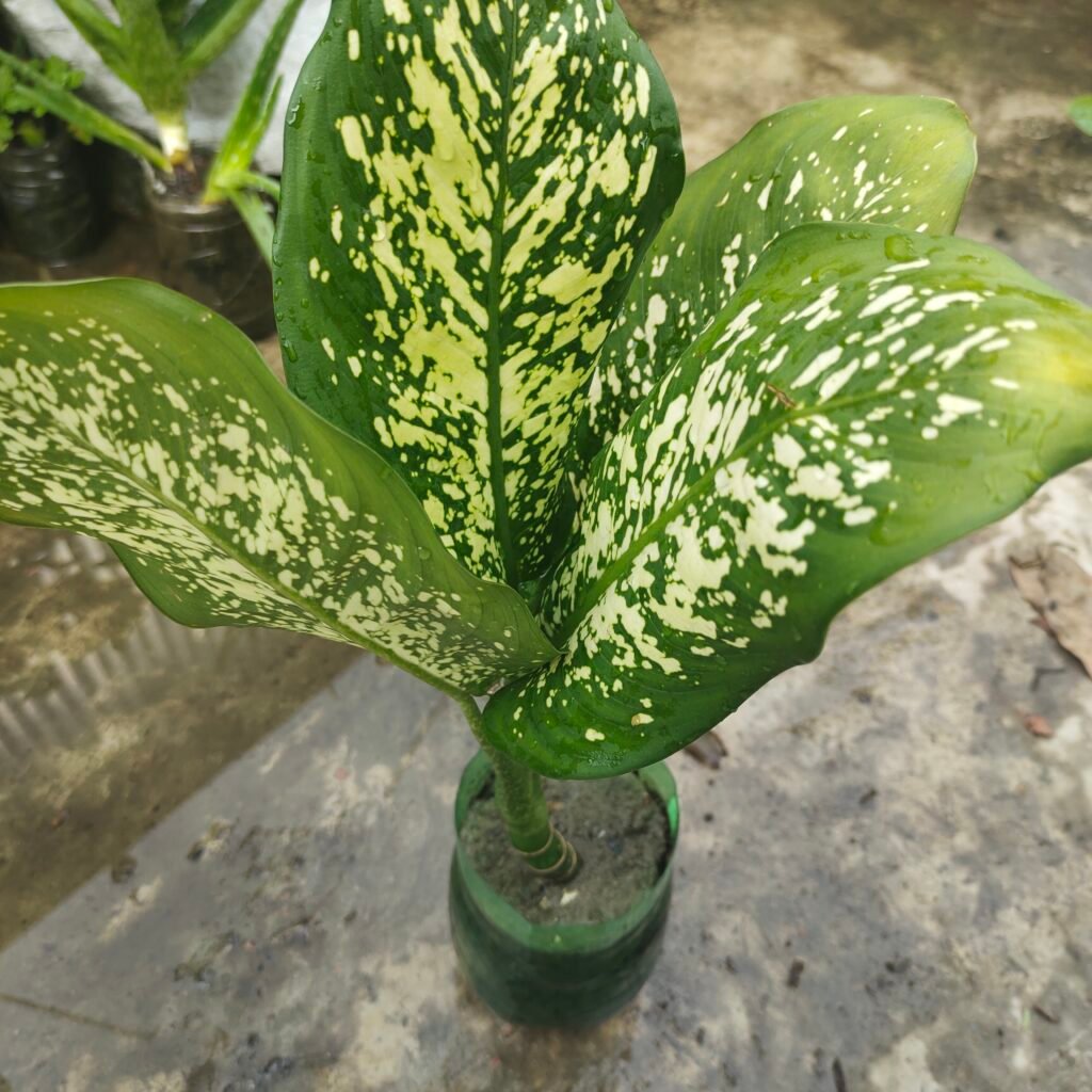 Dieffenbachia seguine