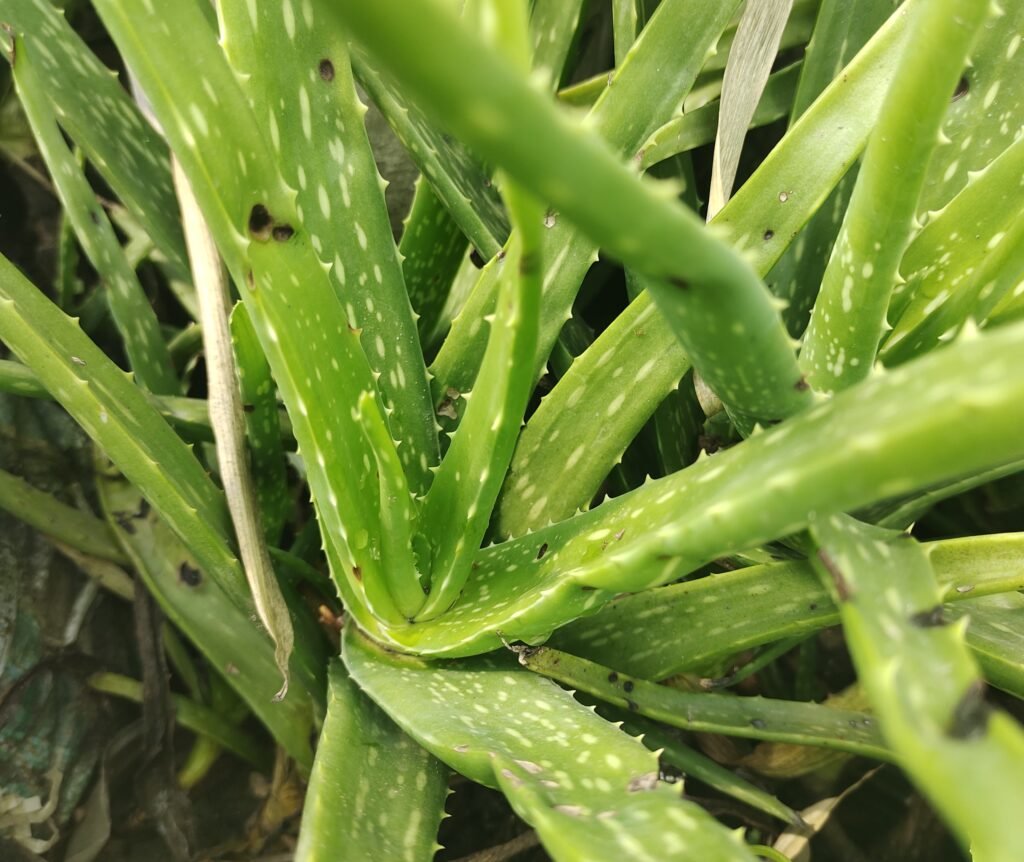 Aloe Vera plant