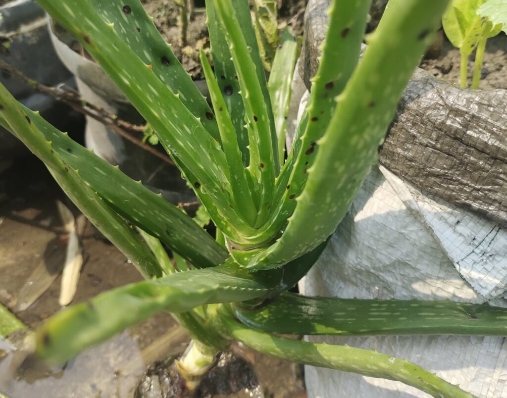 aloe vera plant