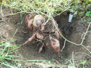 Beauregard Sweet Potato Plant