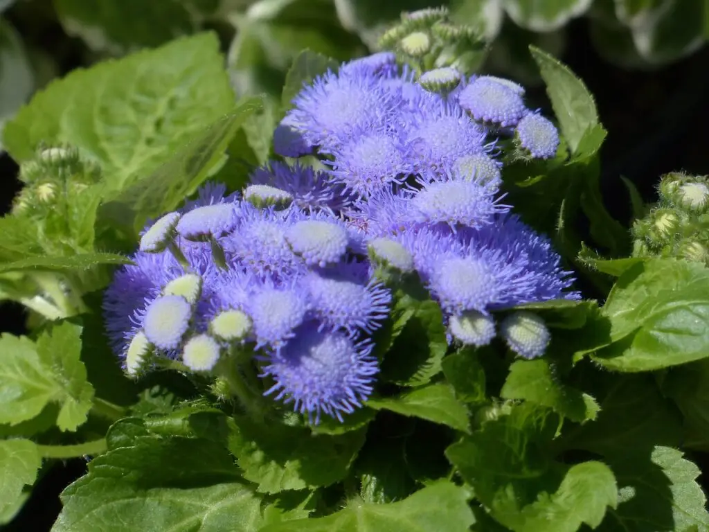 Ageratum (Ageratum houstonianum)