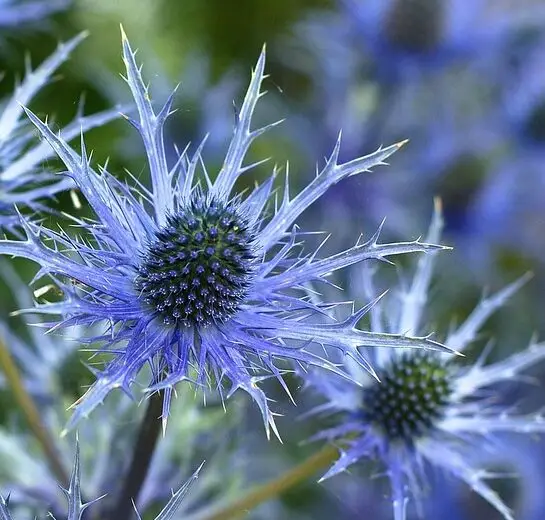 Sea Holly (Eryngium spp.)