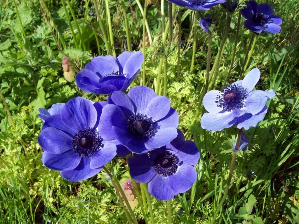 Anemone (Anemone blanda)