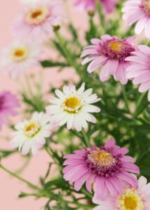 Aster Flowers