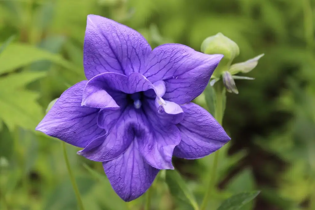 Balloon Flower (Platycodon grandiflorus)