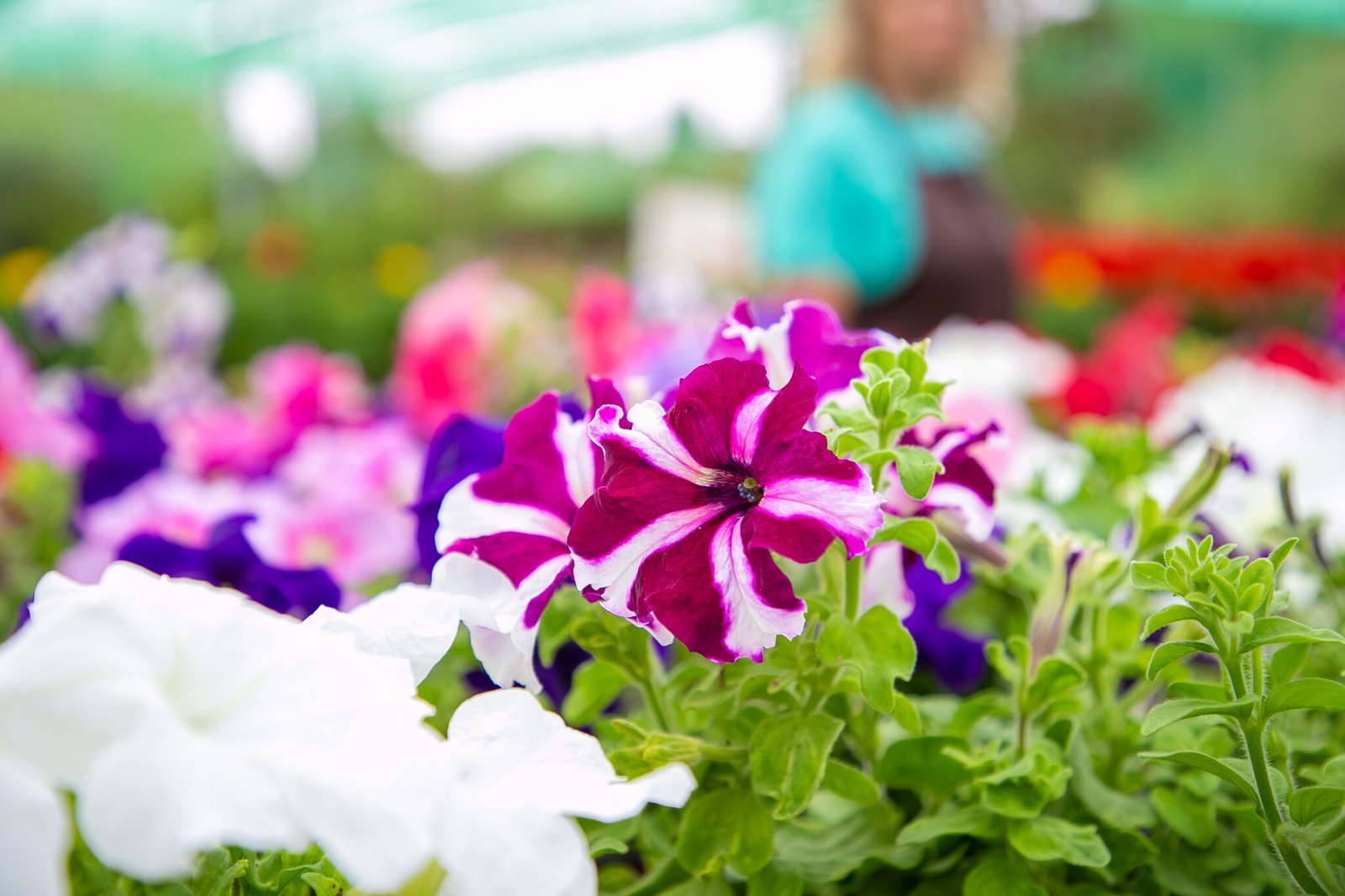 Petunias