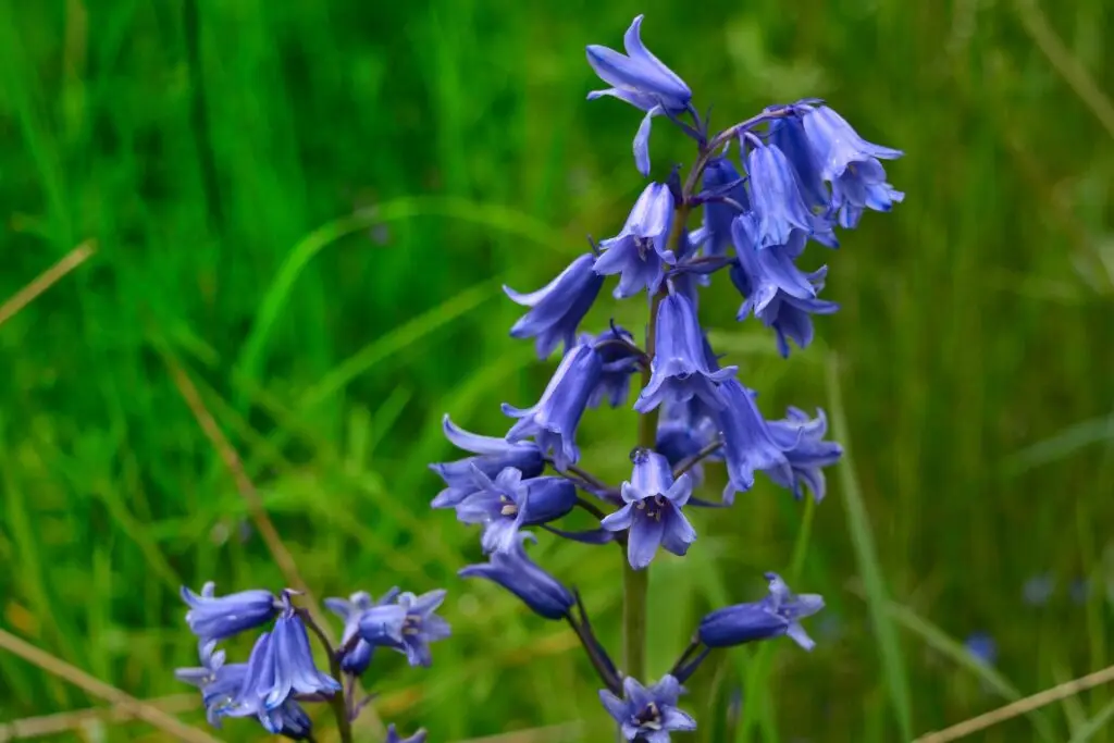 Bellflower (Campanula spp.)