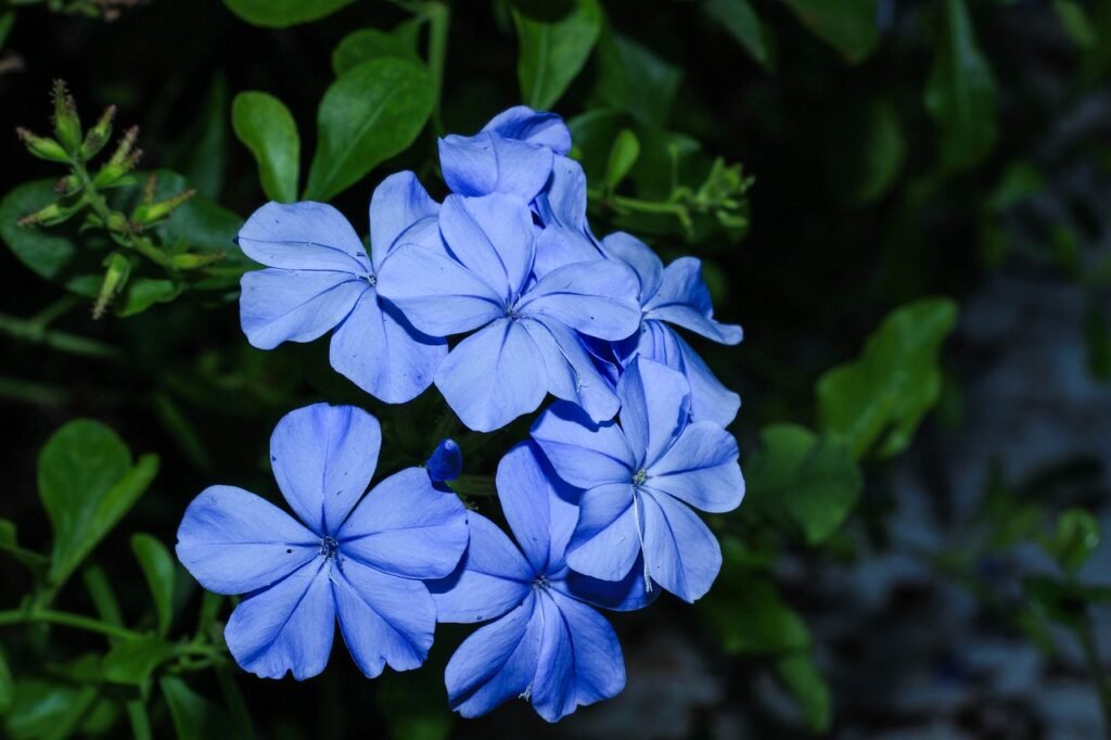 Plumbago (Plumbago auriculata)