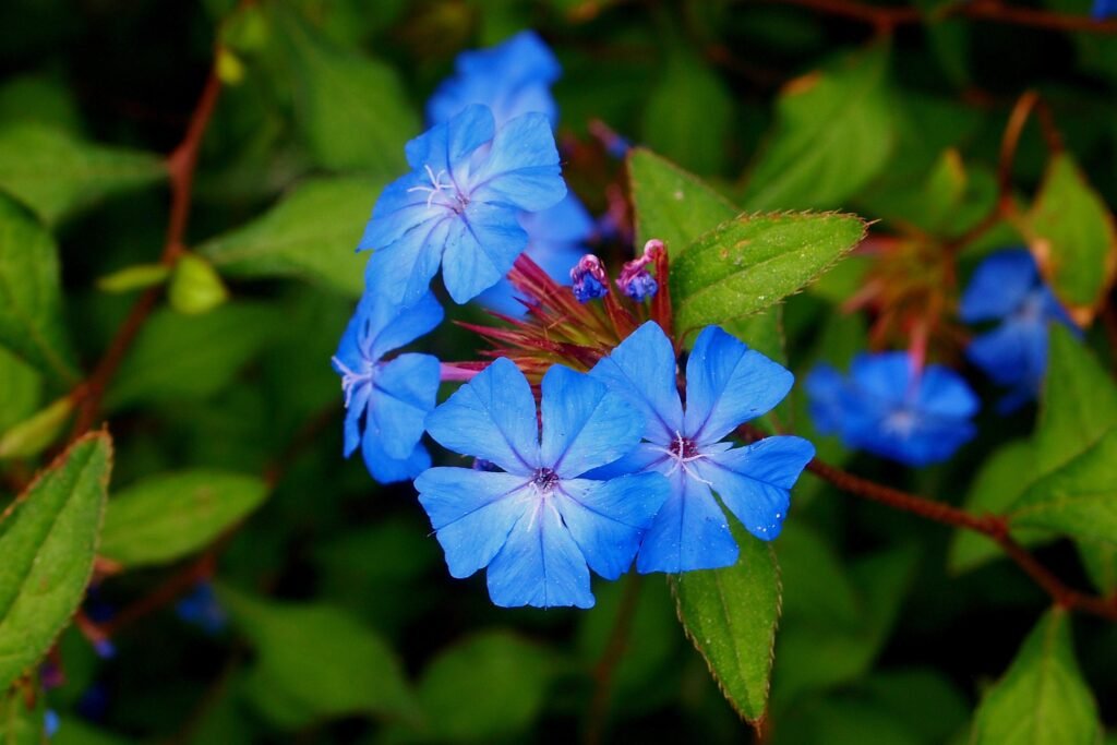 Periwinkle (Vinca minor)