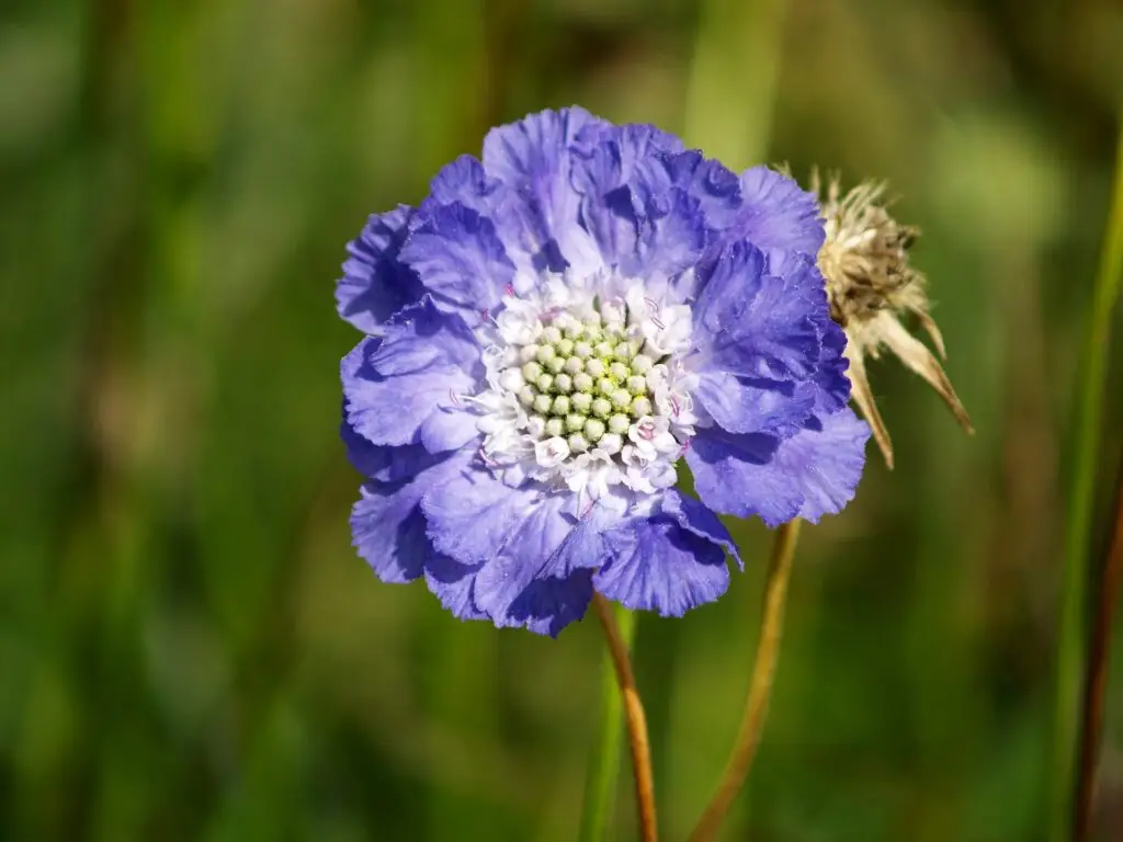 Scabiosa (Scabiosa caucasica)