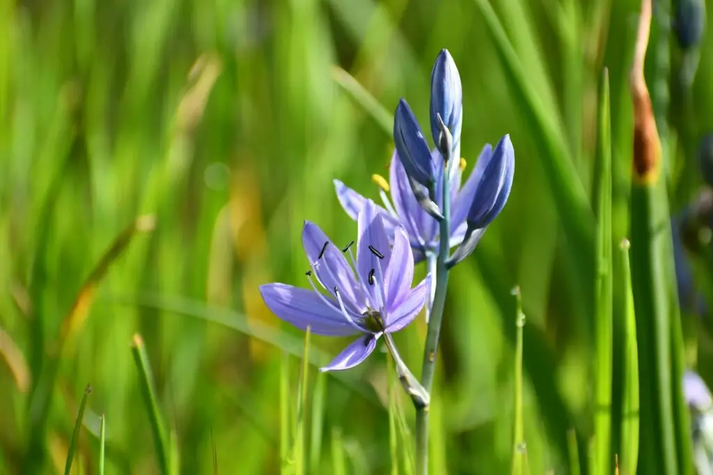 camassia (camassia quamash)