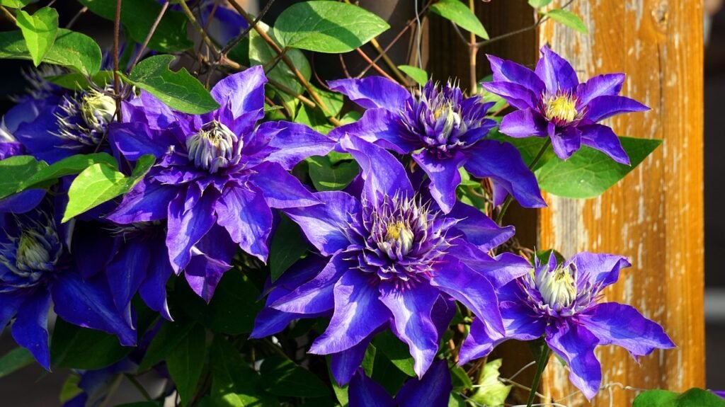 Clematis (Clematis spp.)