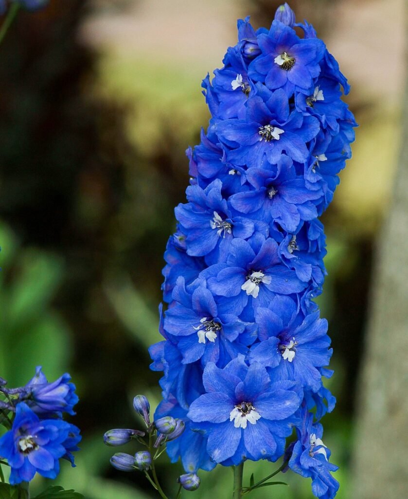 Delphinium (Delphinium spp.)