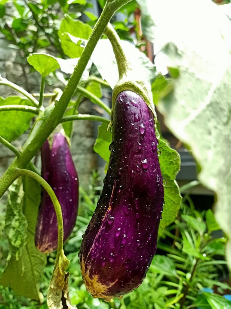 Eggplant Need a Lot of Water?