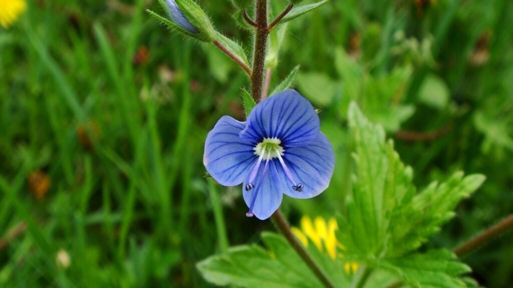 Speedwell (Veronica spp.)