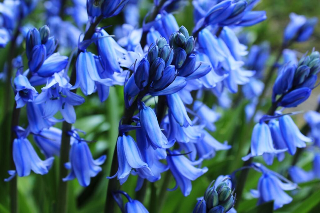 Bluebell (Hyacinthoides non-scripta)