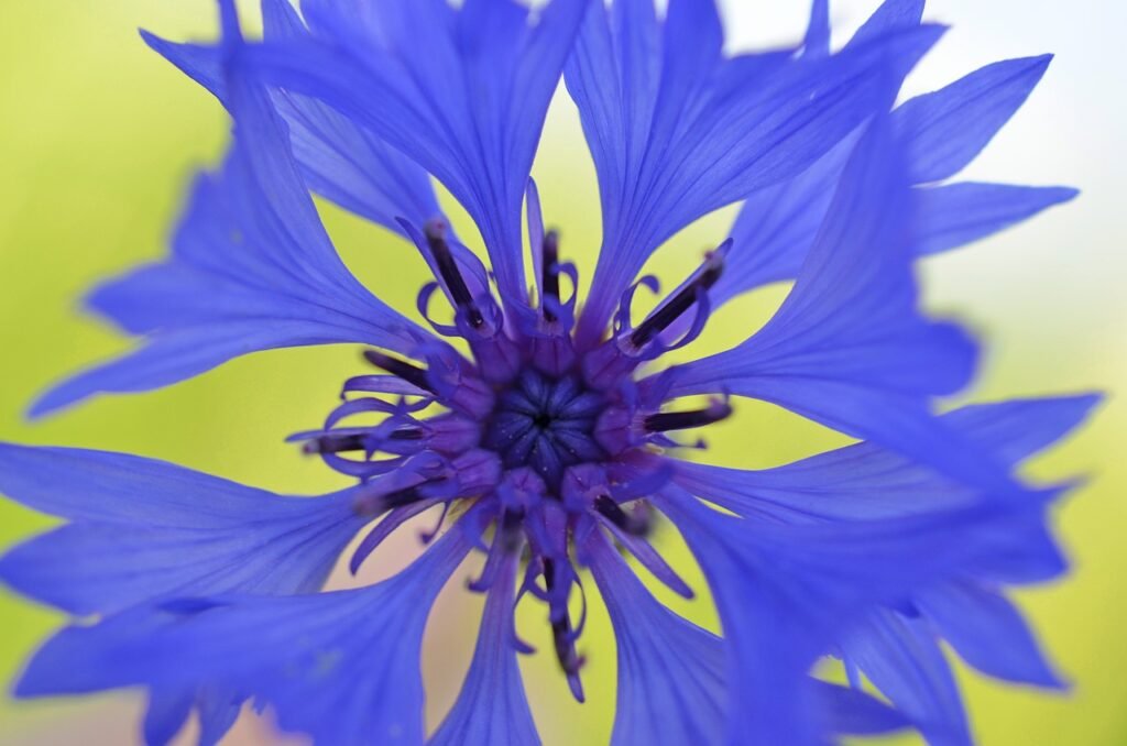 Cornflower (Centaurea cyanus)