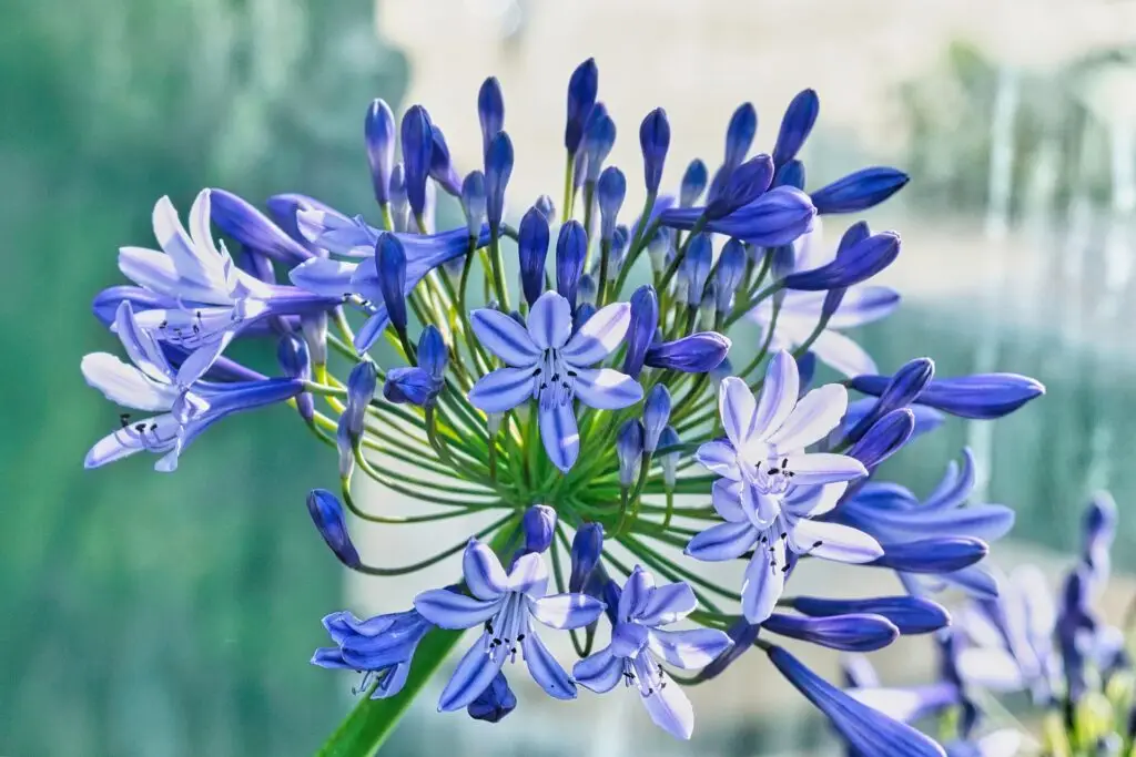 Blue Star (Amsonia tabernaemontana)