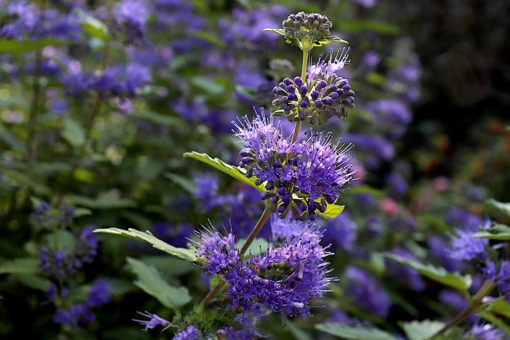 Blue Mist Spirea (Caryopteris)