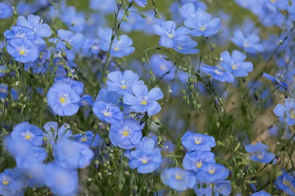 Blue Daze (Evolvulus glomeratus)