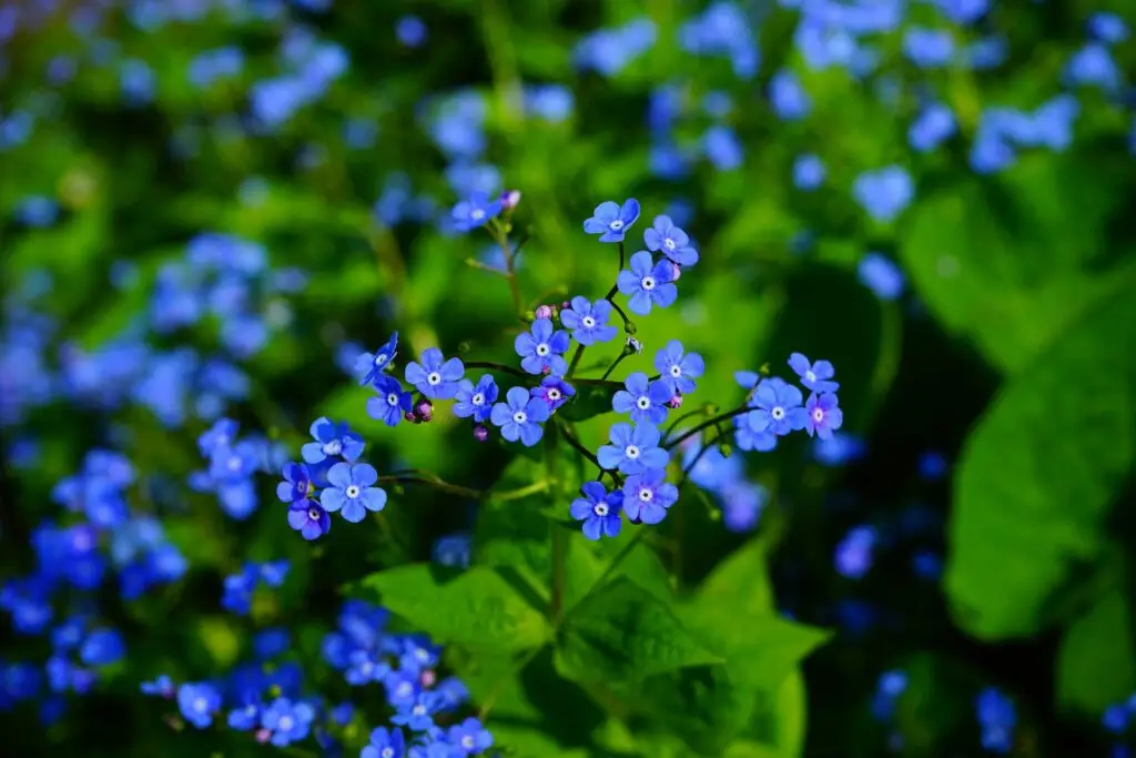 Brunnera (Brunnera macrophylla)