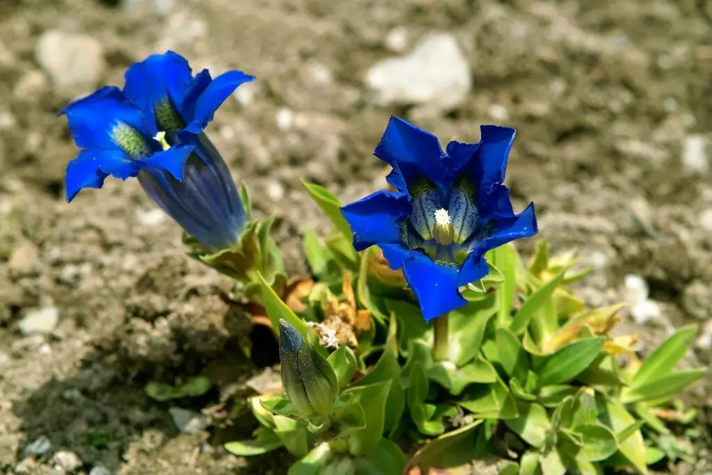 Gentian (Gentiana spp.)