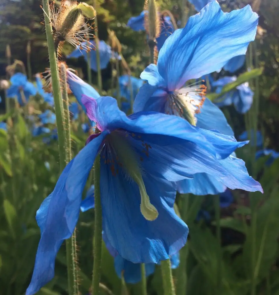 Himalayan Blue Poppy (Meconopsis betonicifolia)