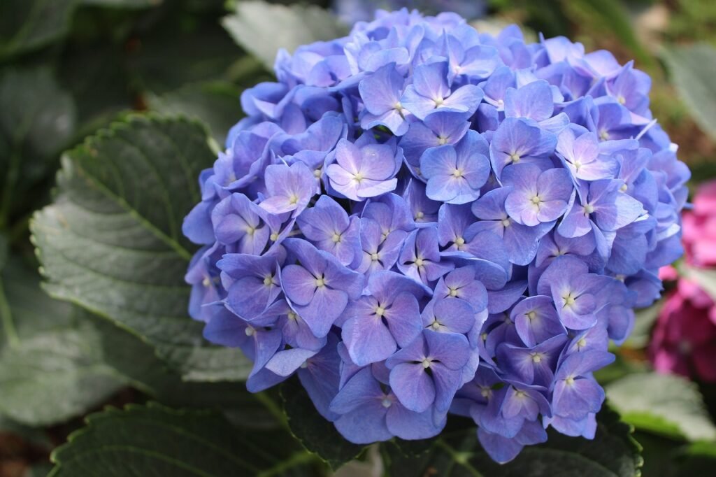 Hydrangea (Hydrangea macrophylla)