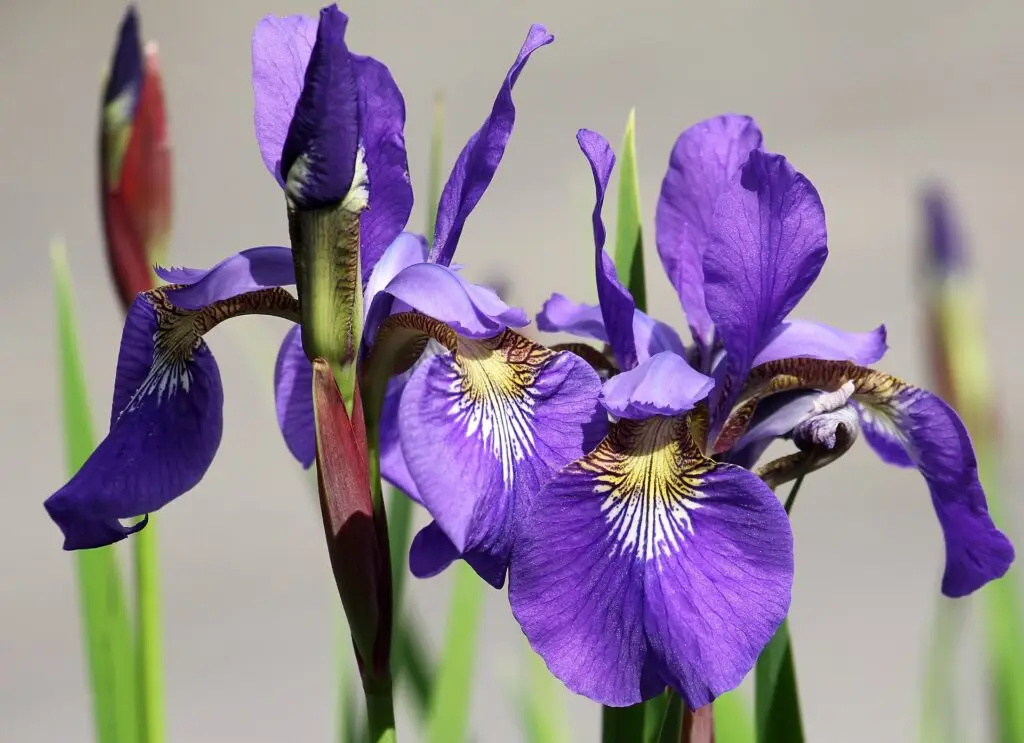 Iris (Iris spp.)