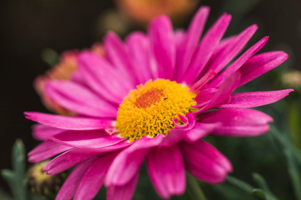 Aster Flowers