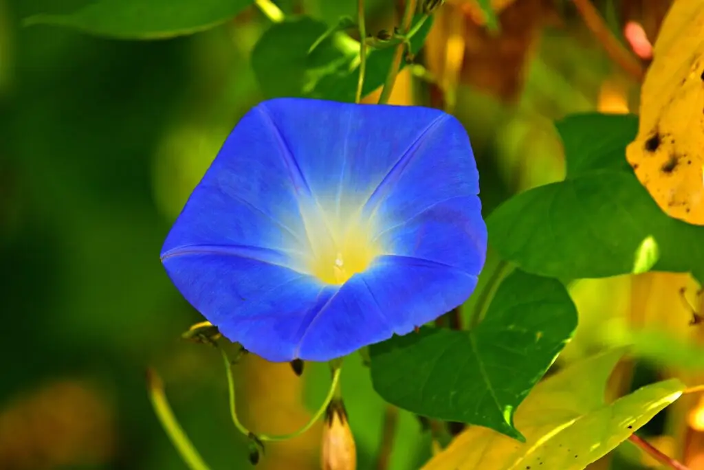 Morning Glory (Ipomoea spp.)