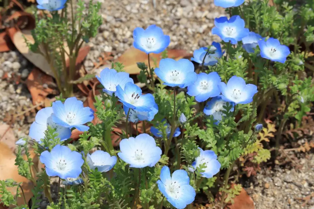 Nemophila (Nemophila menziesii)