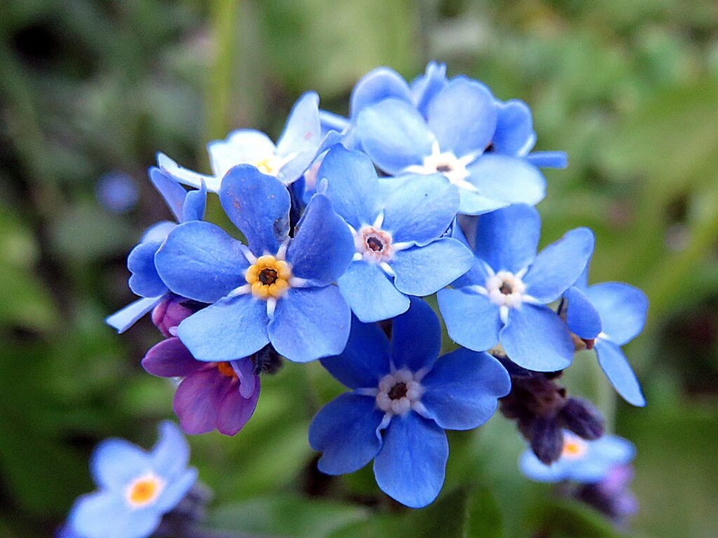 Forget-Me-Not (Myosotis spp.)