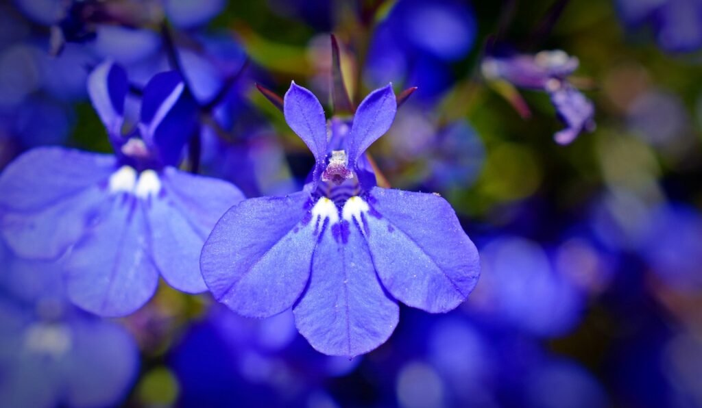 Lobelia (Lobelia erinus)