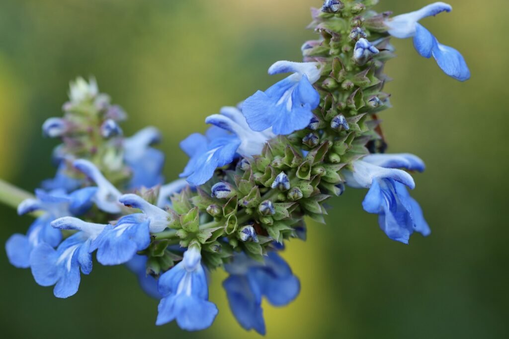 Salvia (Salvia spp.)