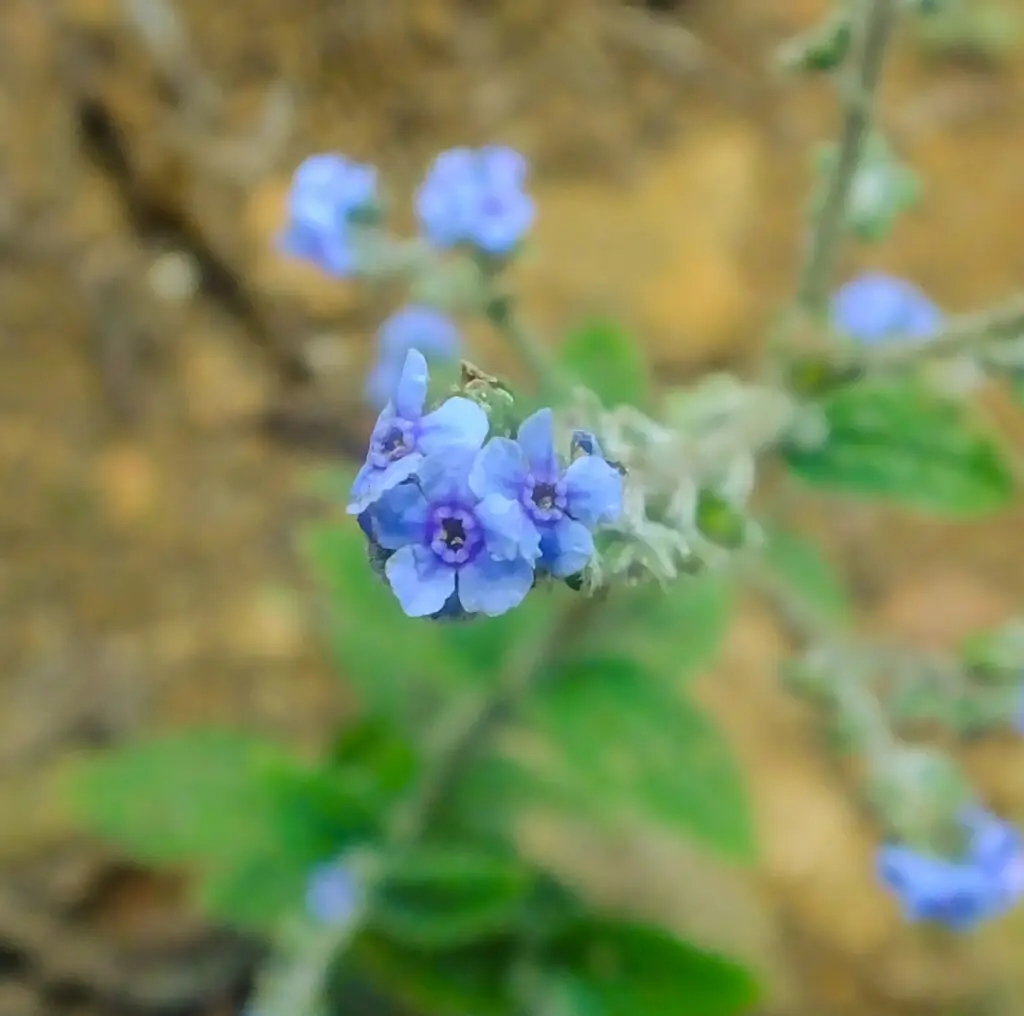 Lithodora (Lithodora diffusa)