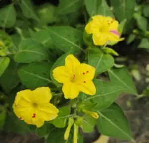 Mirabilis Jalapa Yellow