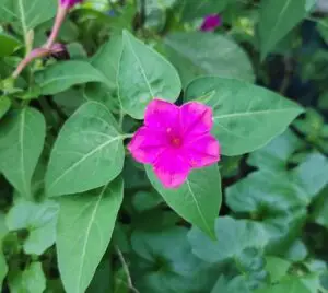 Mirabilis jalapa pink